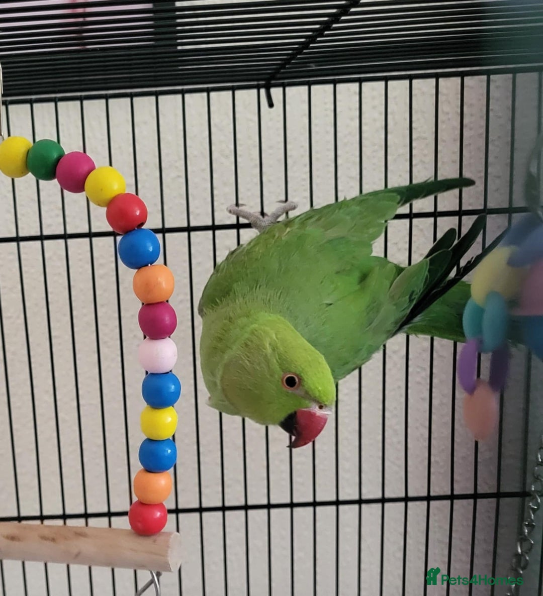 Ringnecks birds for sale: Beautiful male ringneck  - Image 2