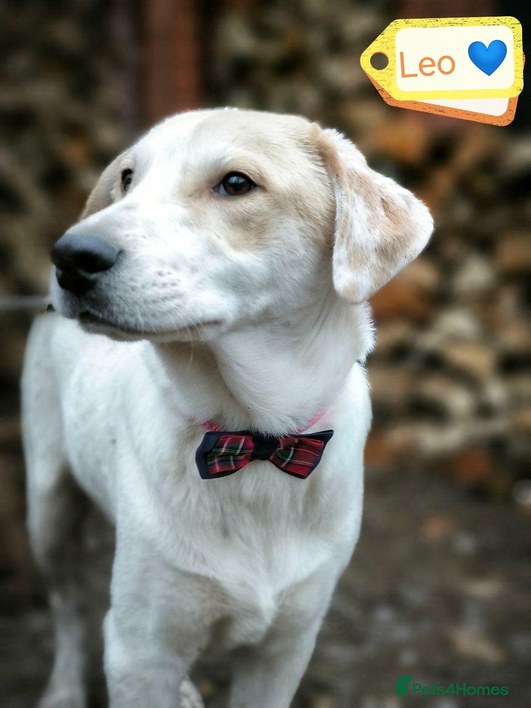 Mixed Breed dogs for adoption: 💙🐶 LEO 🐶💙 - Advert 2