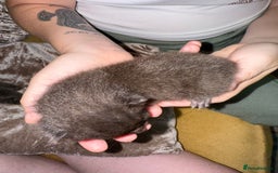 Mixed Breed cats for sale: 3 Gorgeous Girls - Image 14