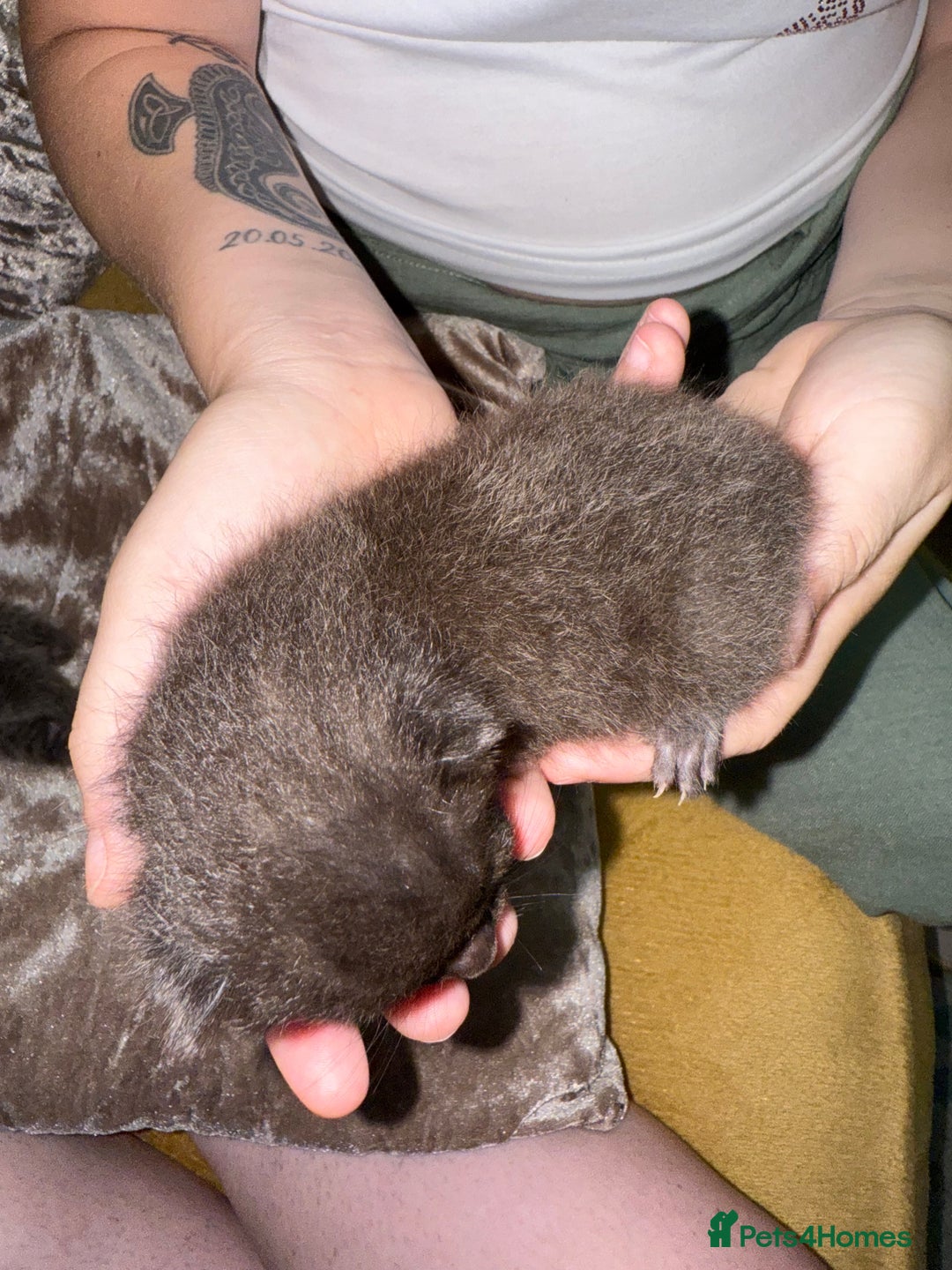 Mixed Breed cats for sale: 3 Gorgeous Girls - Image 14