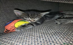 Mixed Breed cats for sale: 5 Beautiful Tabby Kittens - Image 8