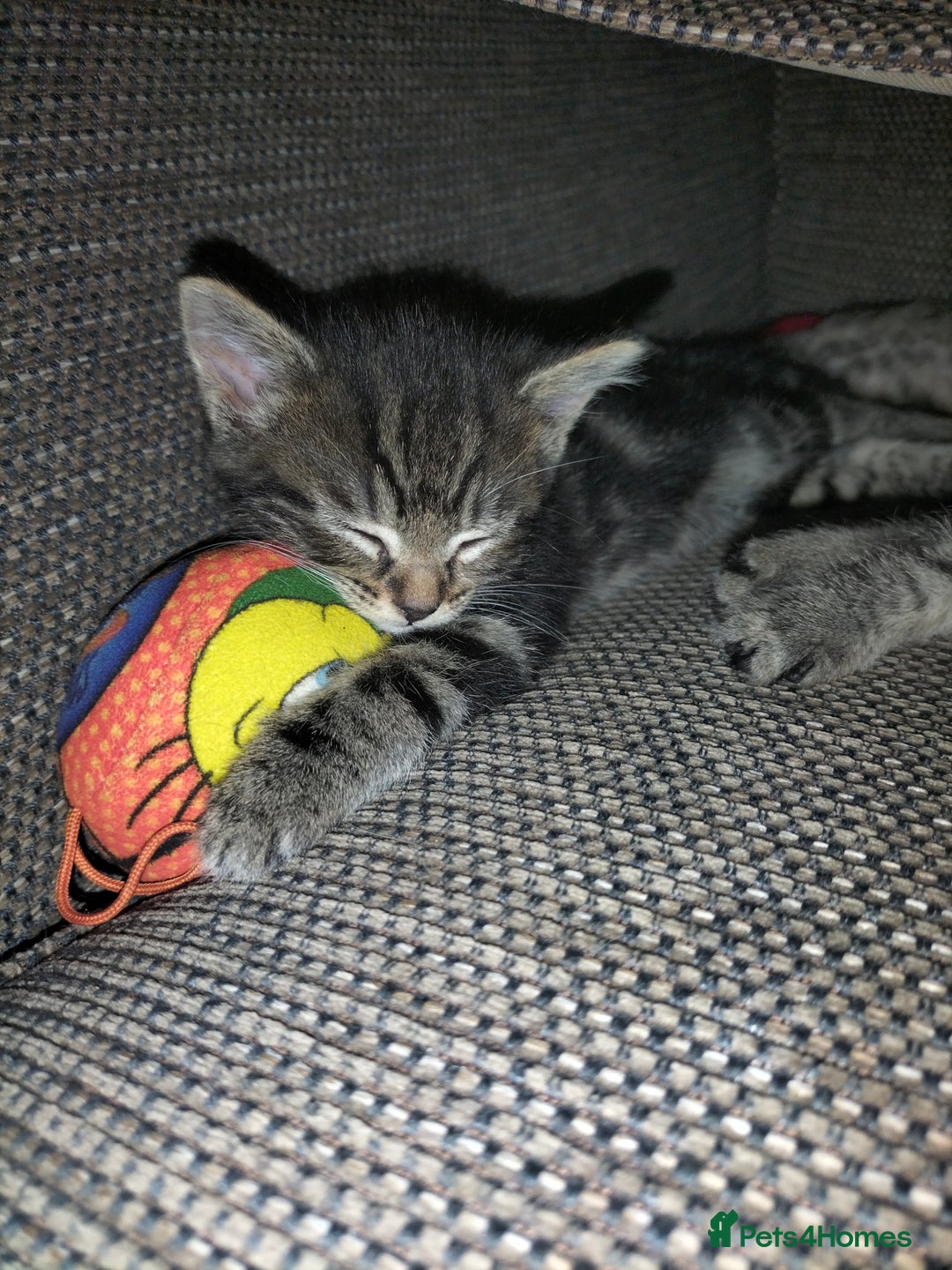 Mixed Breed cats for sale: 5 Beautiful Tabby Kittens - Image 8