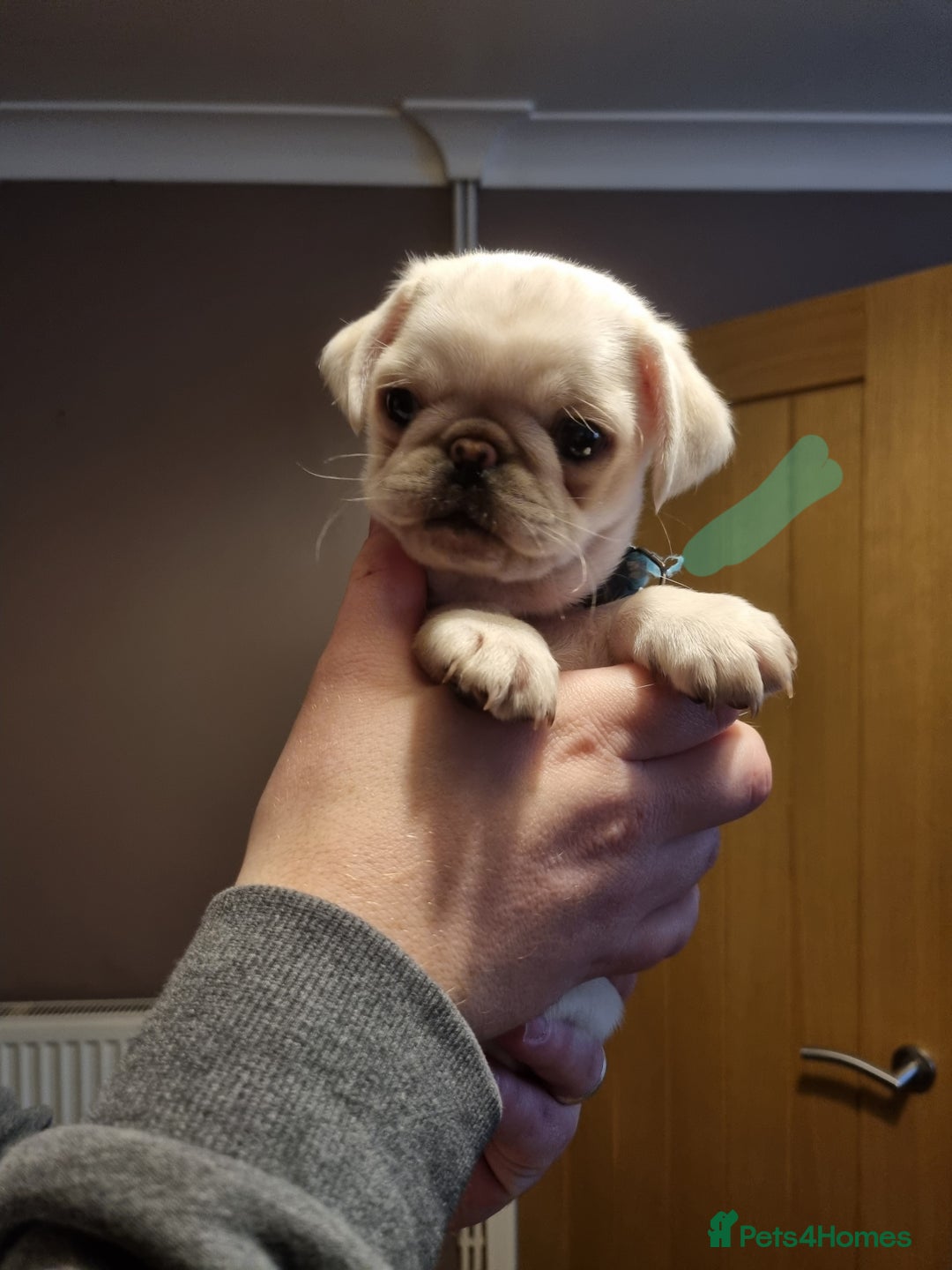 Pug dogs for sale: Pug puppies looking for furever homes - Advert 6
