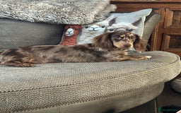 Miniature Dachshund dogs for sale: Mini dashound  - Image 3
