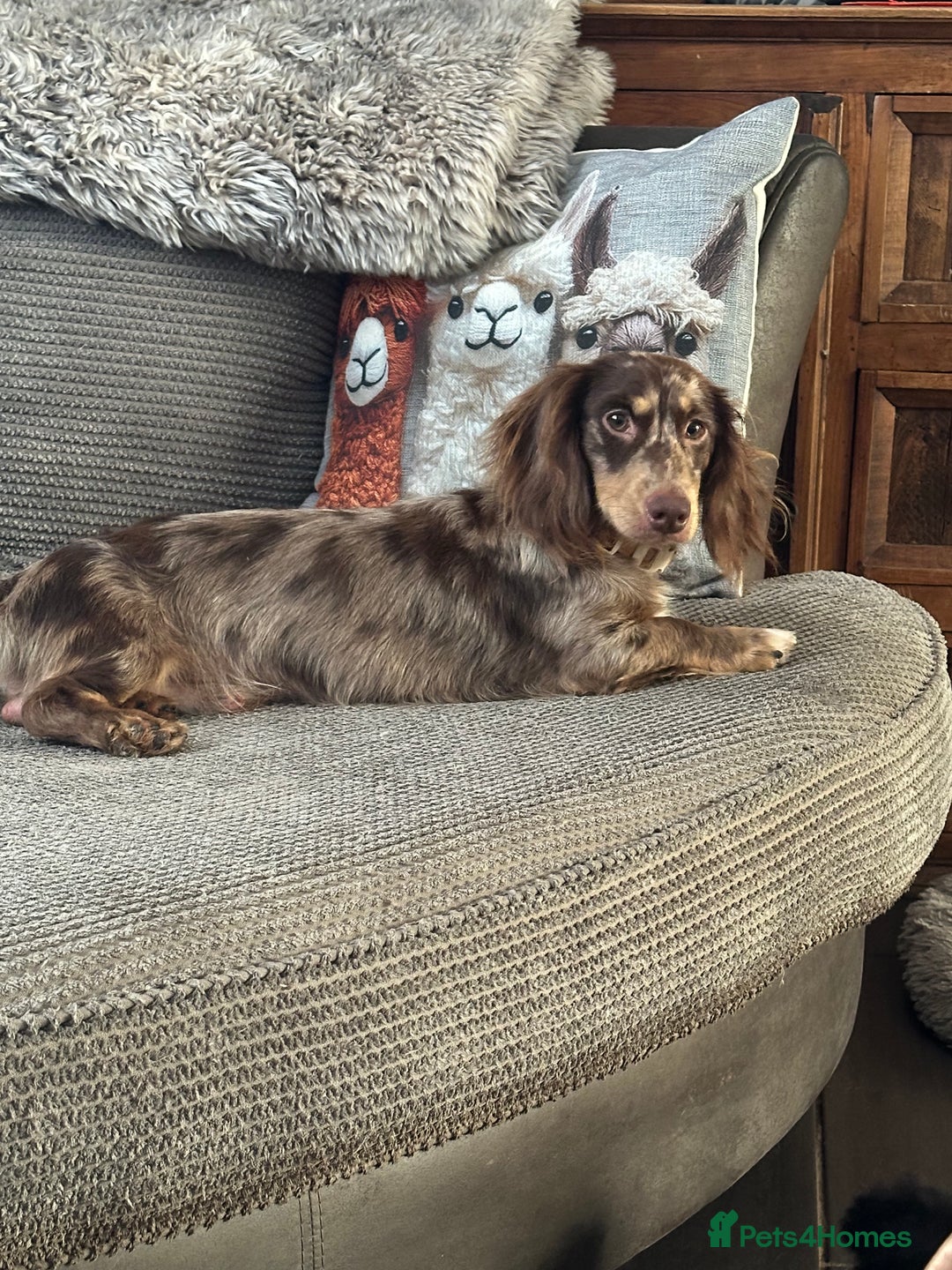 Miniature Dachshund dogs for sale: Mini dashound  - Image 3