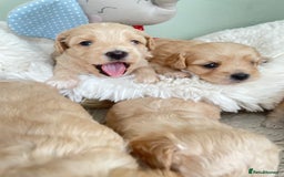 Maltipoo dogs for sale: F1 malticavapoos  - Image 1