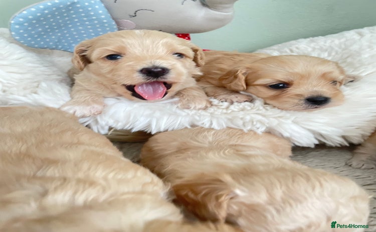 Maltipoo dogs - Advert 1