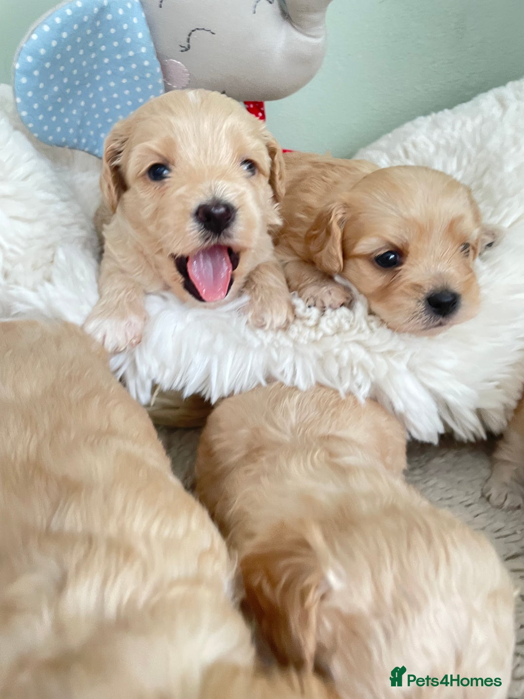 Maltipoo dogs for sale: F1 malticavapoos  - Image 1