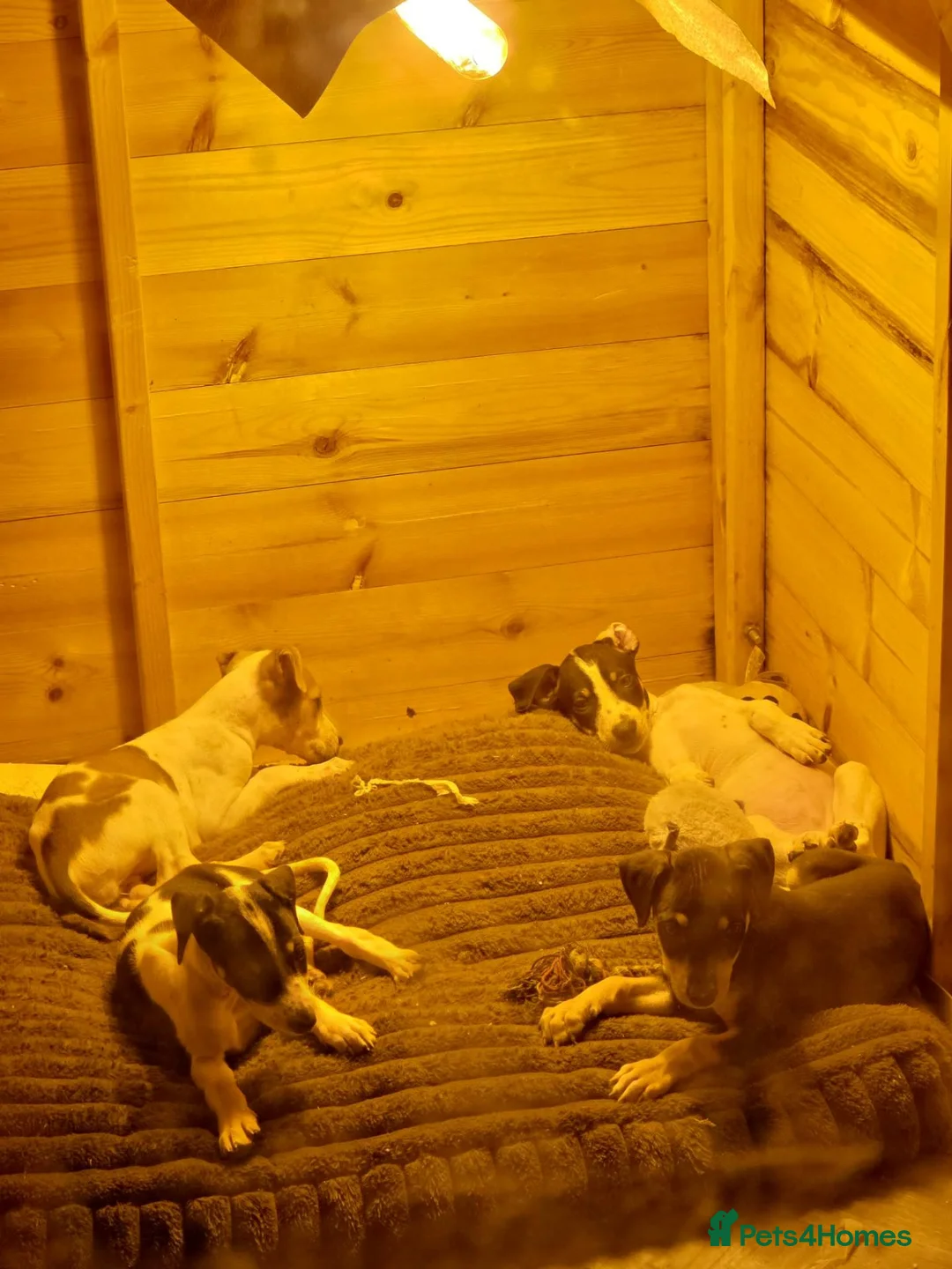 Lurcher dogs for sale: Lurchers in Newbiggin-by-the-Sea - Advert 8