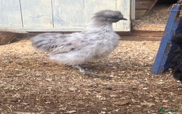 Chickens poultry for sale: Bantam silkie  - Image 2