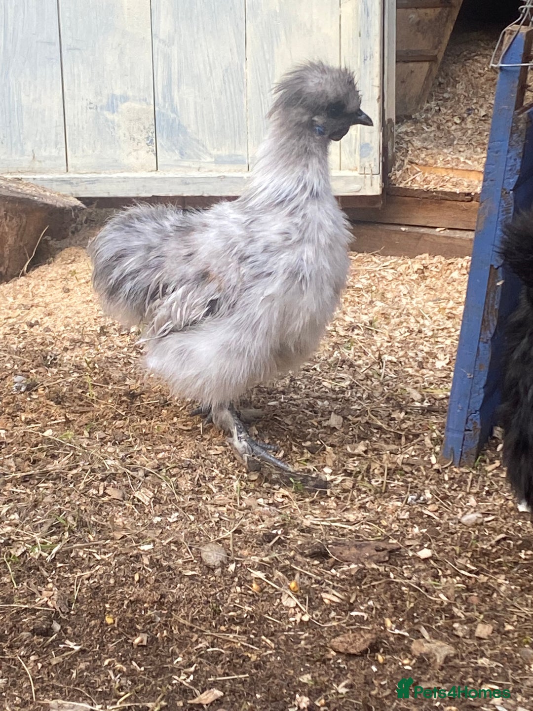 Chickens poultry for sale: Bantam silkie  - Image 2