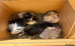 Guinea Pig rodents for sale: Funky haired male guinea pigs. - Image 13