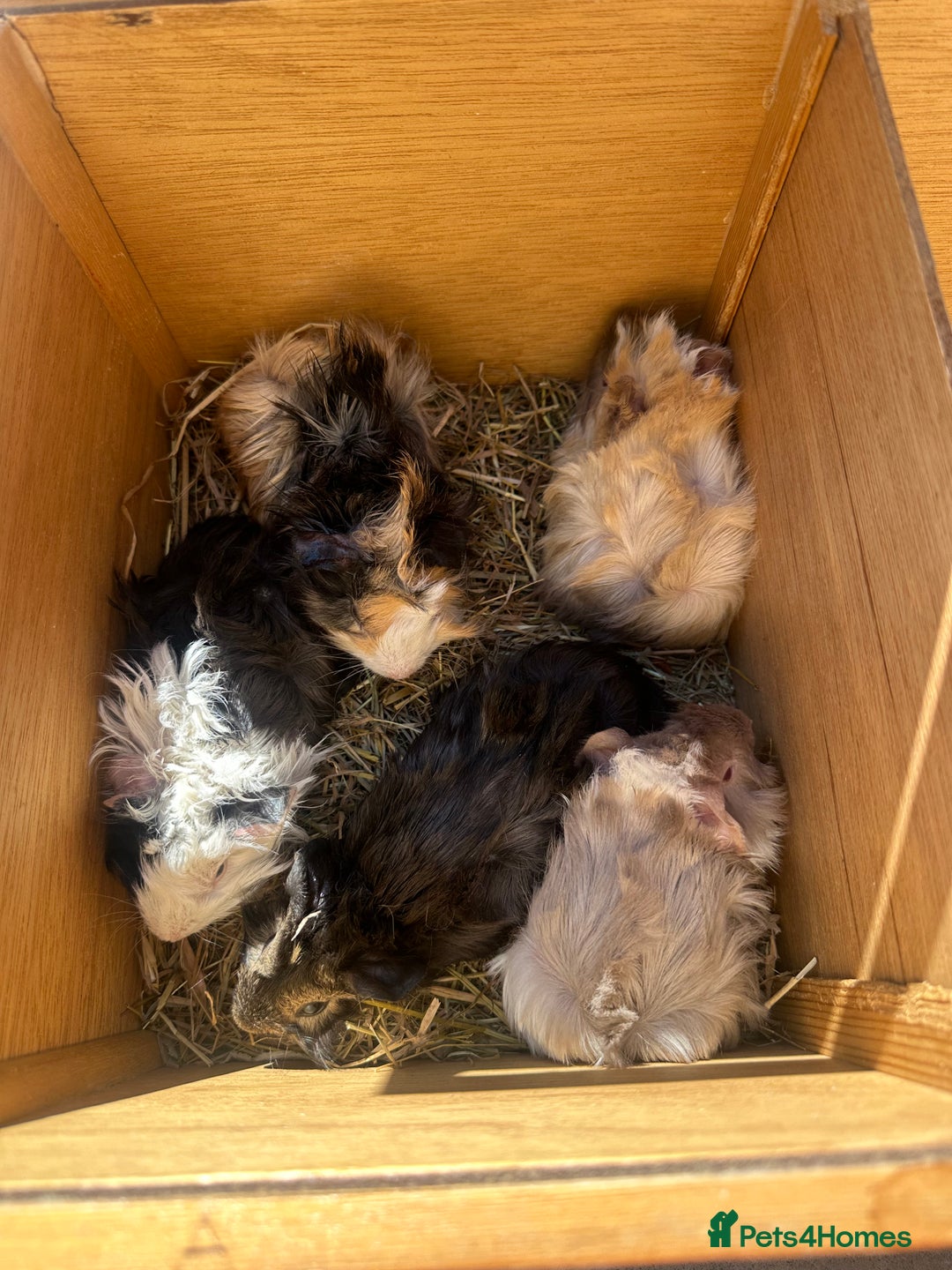 Guinea Pig rodents for sale: Funky haired male guinea pigs. - Image 13