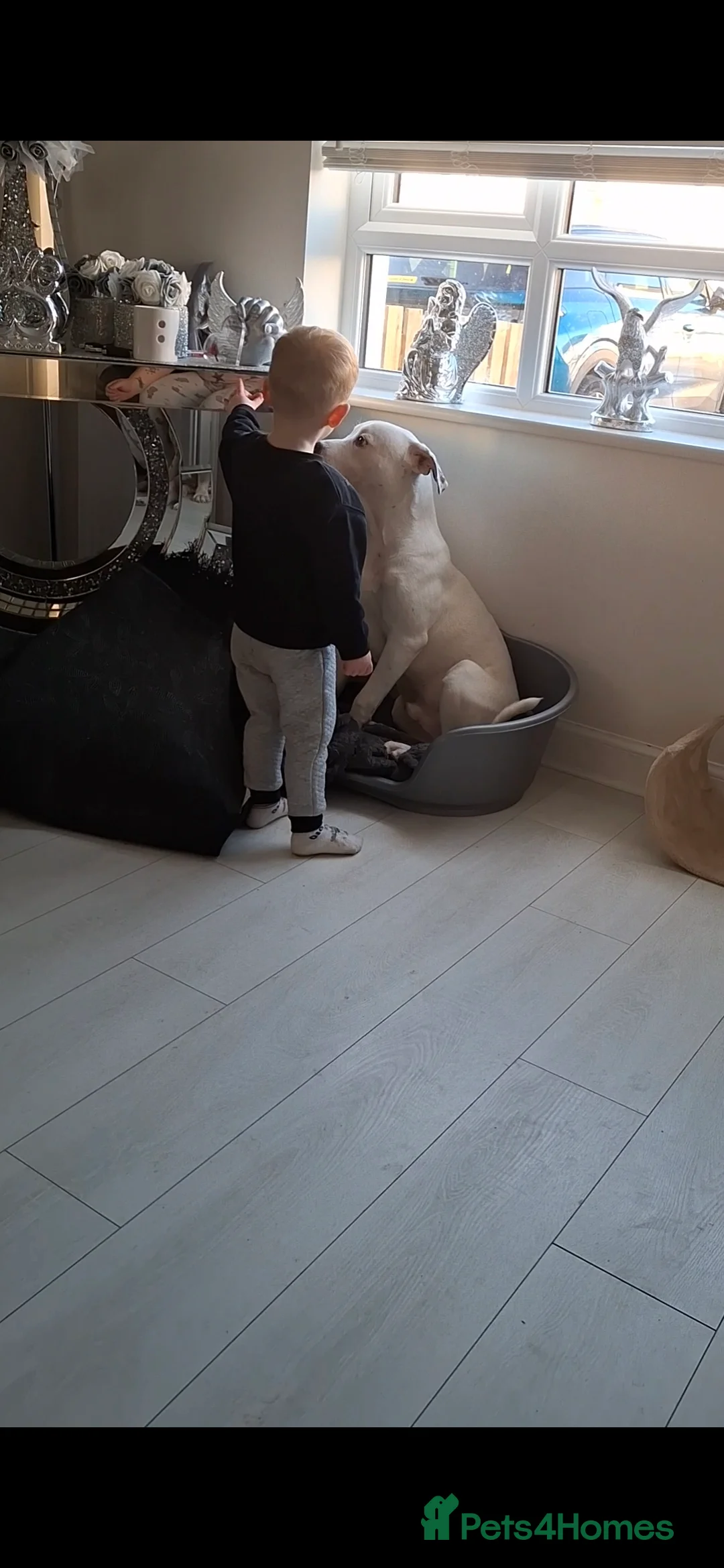 Mixed Breed dogs for sale: Puppy - Advert 3