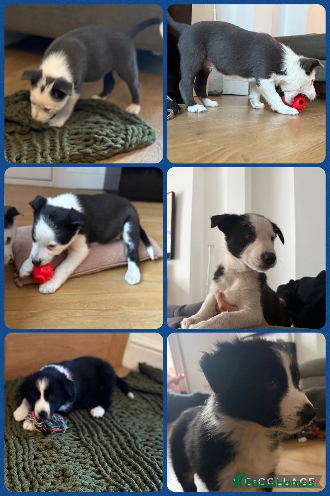 Border Collie dogs for sale: Beautiful sheepdog pups - Image 3