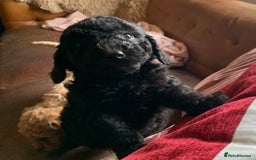Cockapoo dogs for sale: Cute as Buttons! Cockapoo Puppies for Sale - Image 6