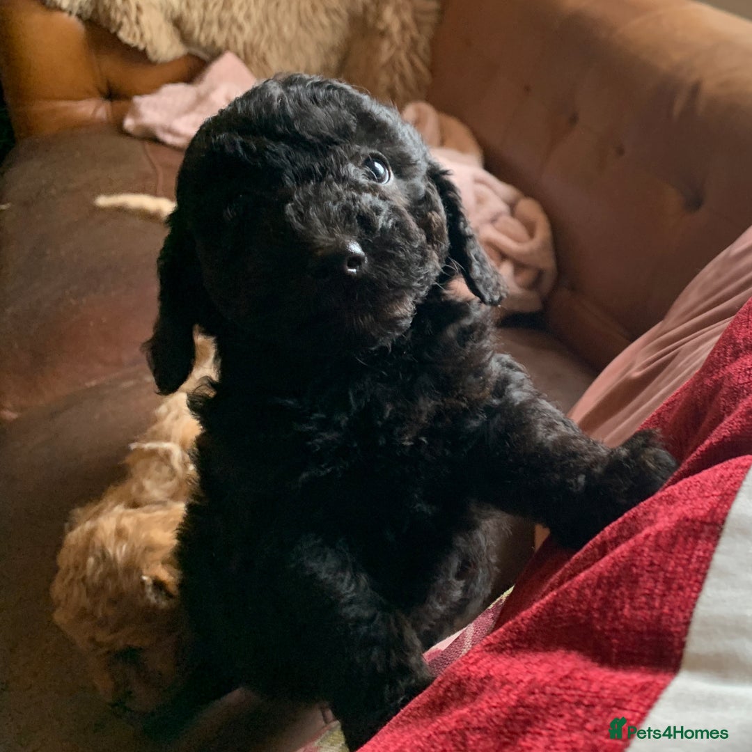 Cockapoo dogs for sale: Cute as Buttons! Cockapoo Puppies for Sale - Image 6
