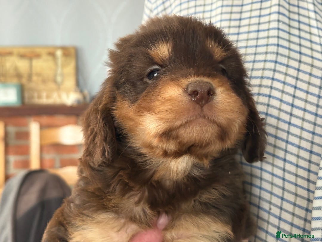 Cockapoo dogs for sale: Cockapoo puppies  - Image 1