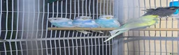 Budgerigars birds for sale: Hogoromo Pied budgies  - Advert 3