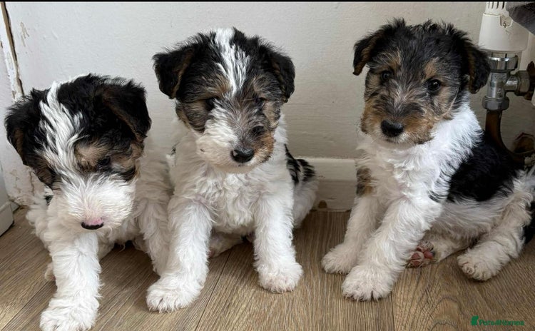 Fox Terrier dogs - Advert 2