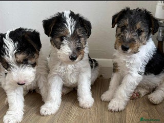 Fox Terrier dogs - Advert 4