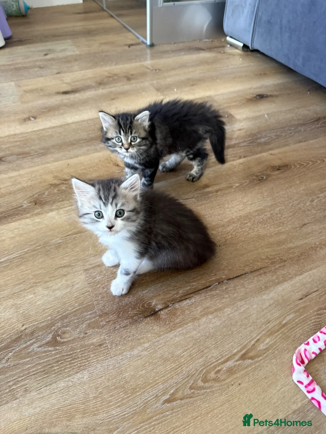 Mixed Breed cats for sale: Persian cross kittens! Ready now - Advert 1