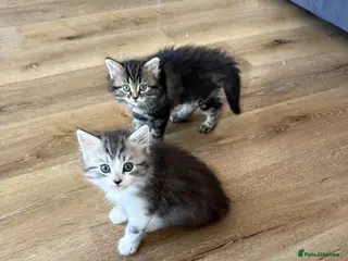 Mixed Breed cats Persian cross kittens! Ready now - Advert 6