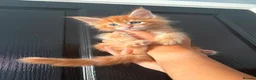 Maine Coon cats for sale: GCCF Registered Maine Coon Kittens  in Middlewich - Advert 9