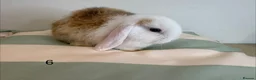 Mini Lop rabbits for sale: 12 Mini lop rabbits - Advert 12