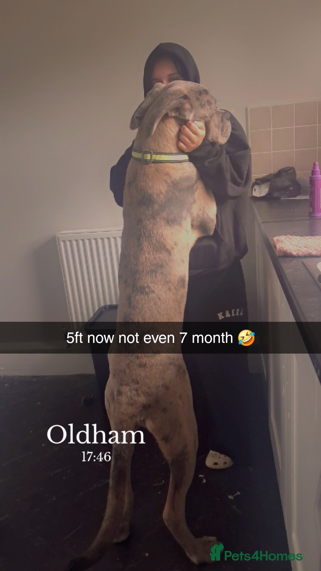 Cane Corso dogs for sale: Merle Cane Corso - Advert 7