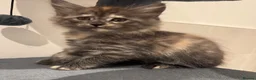 Maine Coon cats for sale: Absolutely gorgeous Maine Coon cross Kittens - Advert 28