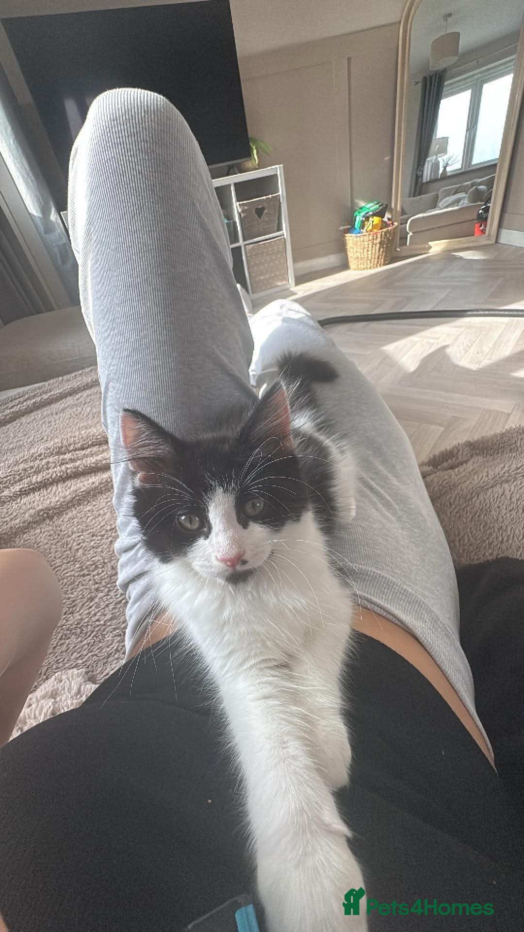 Mixed Breed cats Kitten for sale  - Advert 4