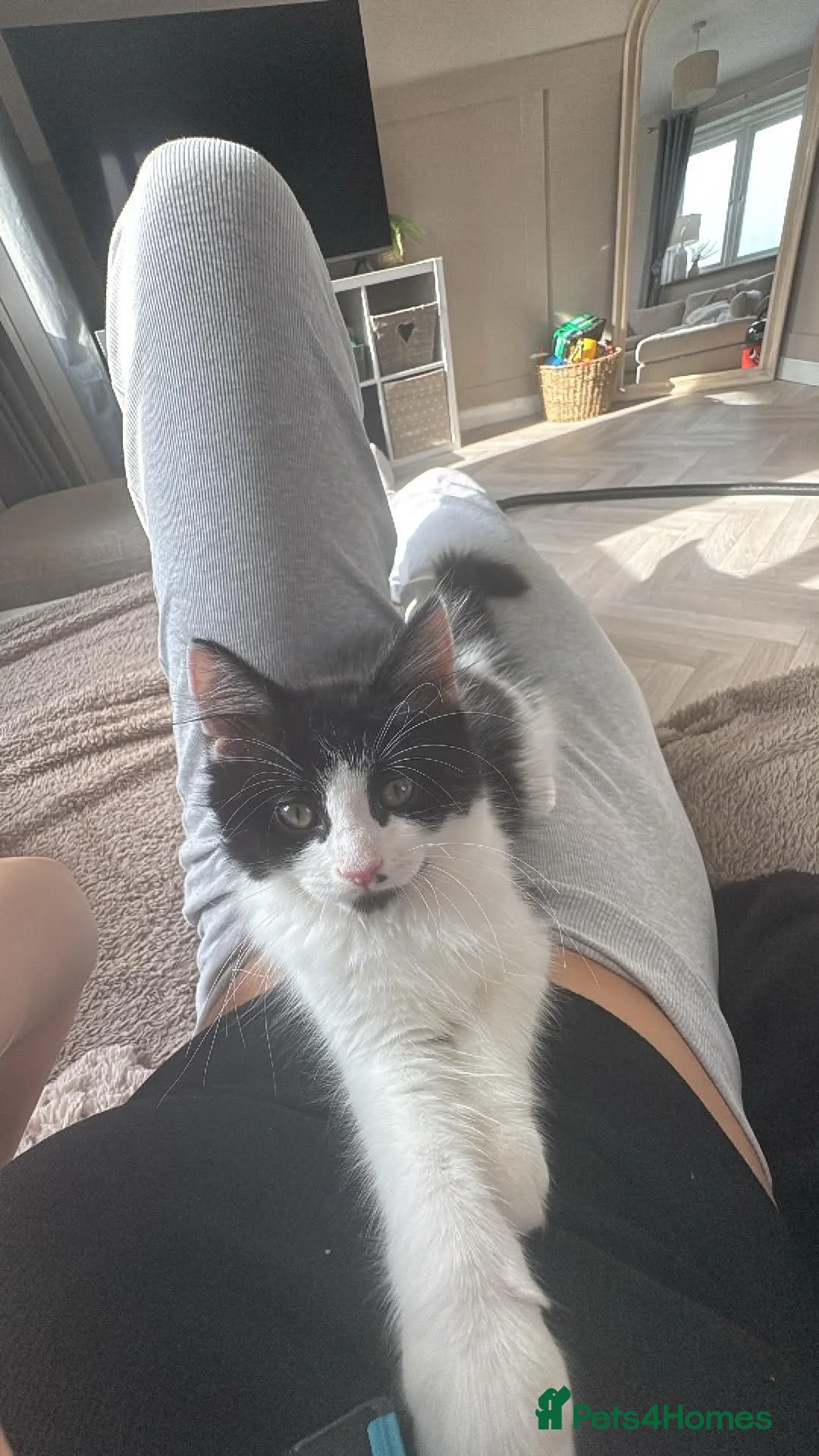Mixed Breed cats for sale: Kitten for sale  in Huntingdon - Advert 1