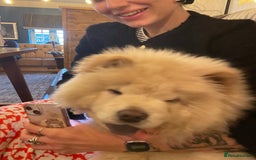Chow Chow dogs for sale: Beautiful blue eyed cream chow gentle friendly  - Image 8