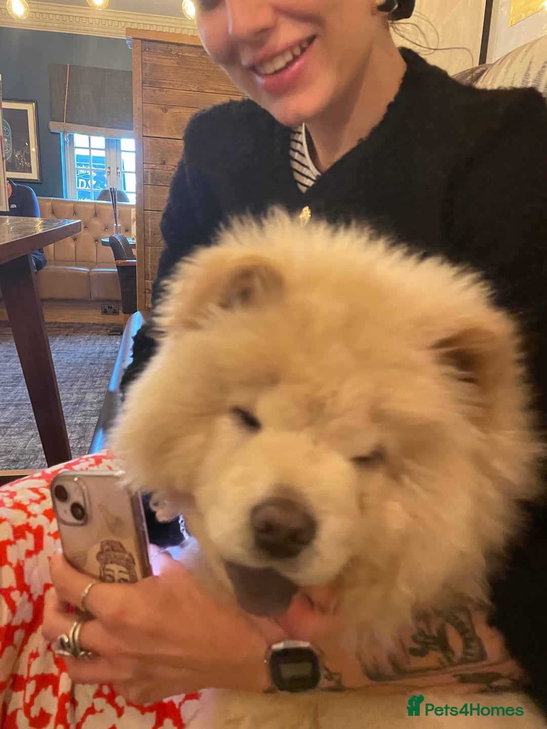 Chow Chow dogs for sale: Beautiful blue eyed cream chow gentle friendly  - Image 8