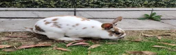 Mixed Breed rabbits for sale: Pair of male sibling mixed breed rabbits  - Advert 10