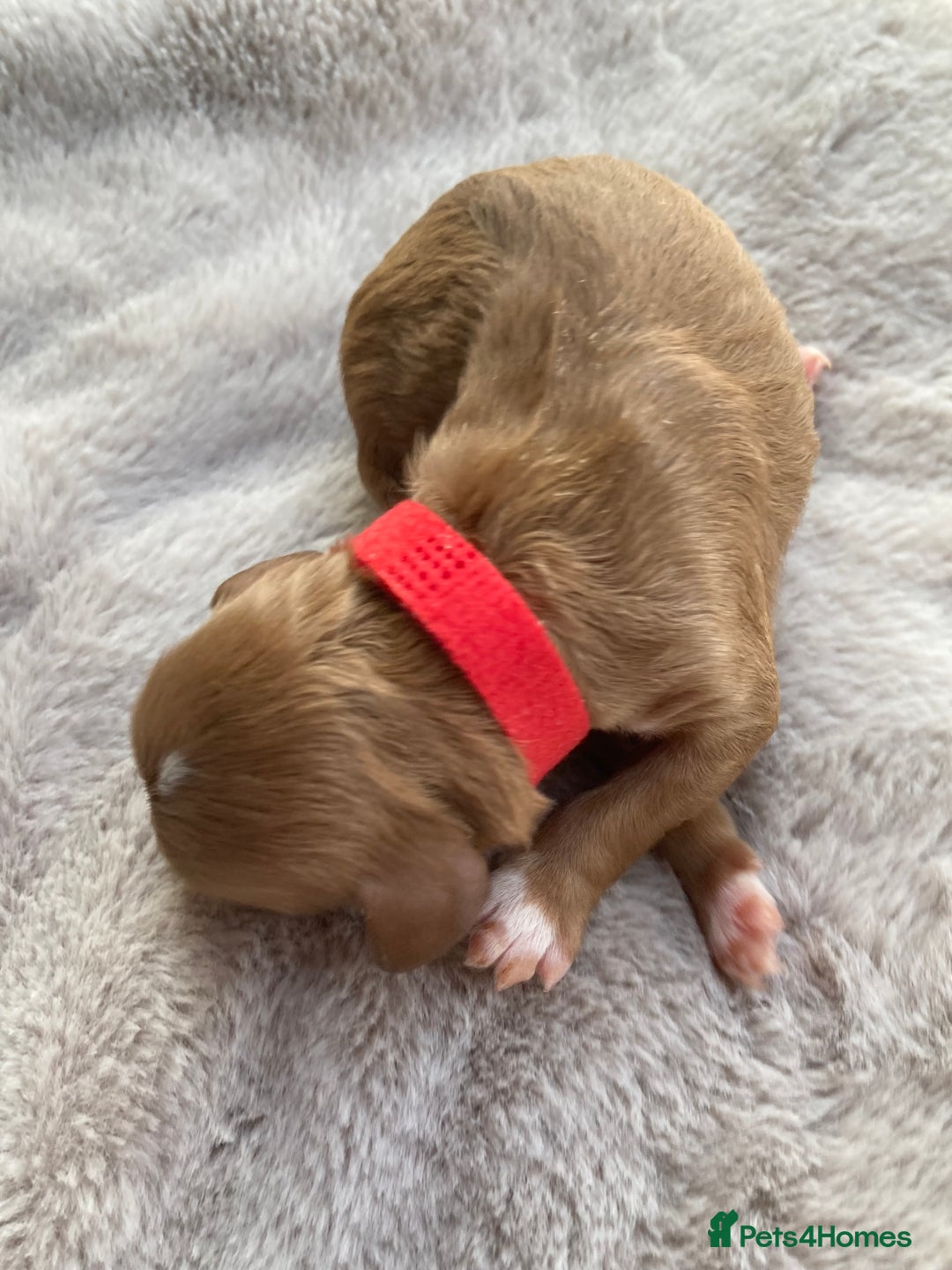 Mixed Breed dogs for sale: Cockapoo/Cavapoo Mix Puppies Available 10 Nov 25 - Image 8