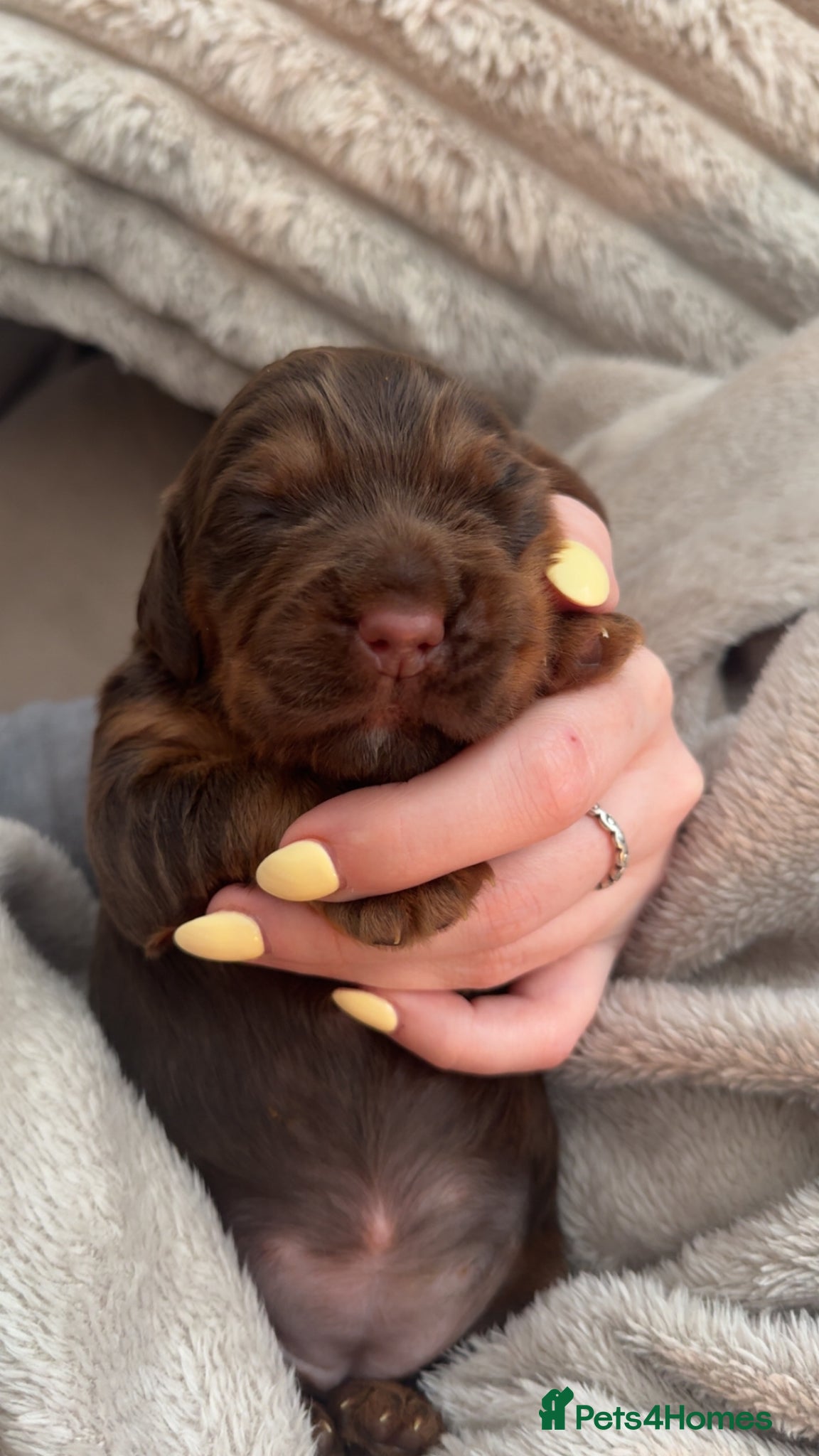Cocker Spaniel dogs 🐾 Exceptional Working Cocker Spaniel Puppies 🐾 - Advert 14