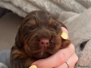 Cocker Spaniel dogs 🐾 Exceptional Working Cocker Spaniel Puppies 🐾 - Advert 1