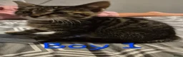 Mixed Breed cats for sale: 6 kittens * Ready Now * in Telford - Advert 7