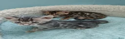 Bengal cats for sale: Tica RG pure bengels in Chesterfield - Advert 7