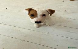 Jack Russell dogs for stud: Beautiful Jack Russell for Stud  - Image 31