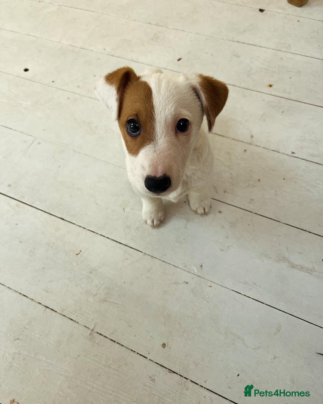 Jack Russell dogs for stud: Beautiful Jack Russell for Stud  - Image 31
