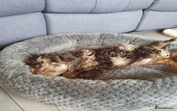 Cockapoo dogs for sale: Brown merle cockapoo girl 1 year 7 months old - Image 9