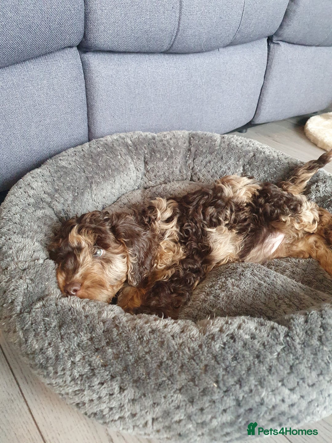 Cockapoo dogs for sale: Brown merle cockapoo girl 1 year 7 months old - Image 9