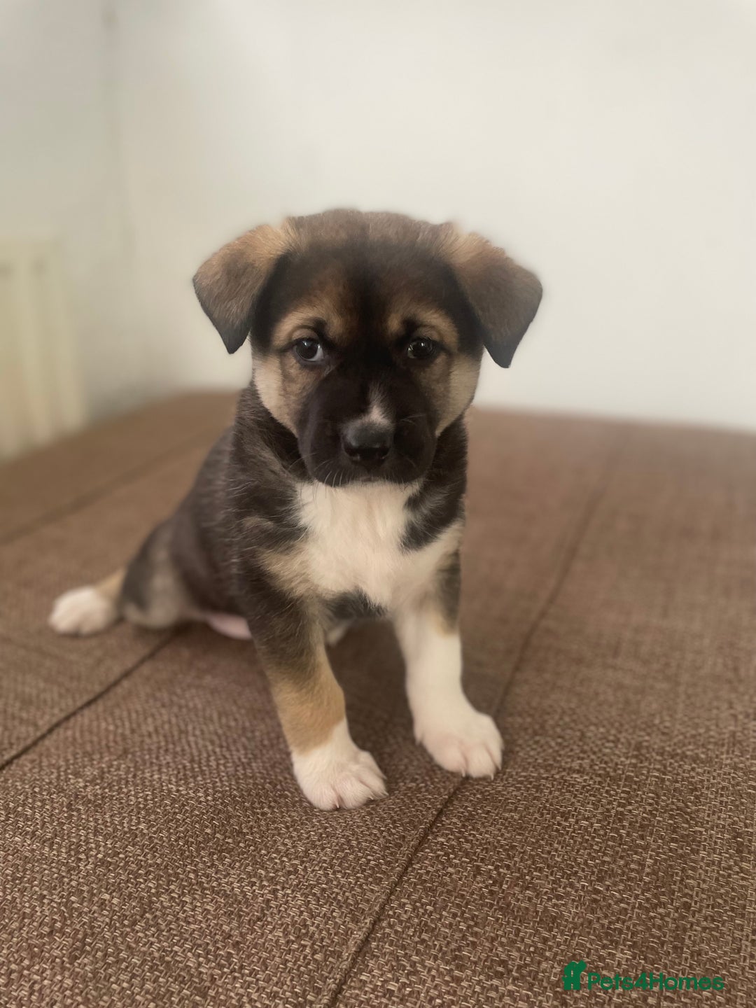 Huskita dogs for sale: akkita mix hussky - Image 10