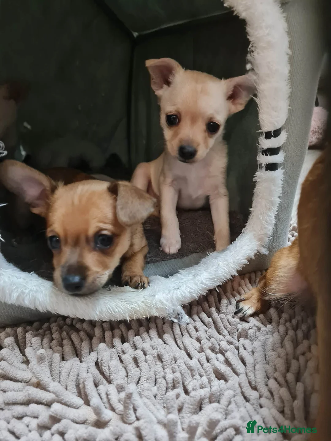 Mixed Breed dogs for sale: Beautiful chihuahua mix puppies - Advert 1