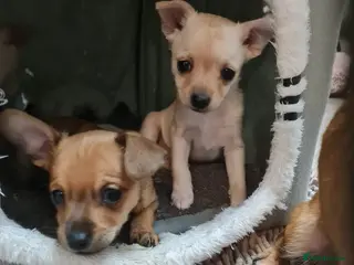 Mixed Breed dogs Beautiful chihuahua mix puppies - Advert 16