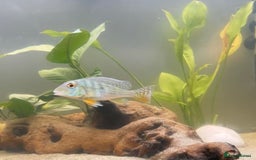 Cichlids fish for sale: South American Cichlids  - Image 2
