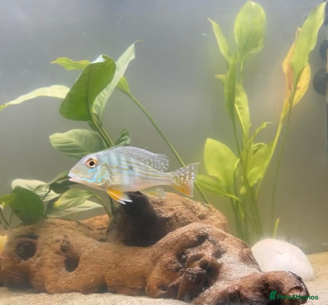 Cichlids fish for sale: South American Cichlids  - Image 2